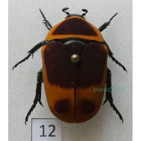 Pachnoda marginata peregrina Kolbe, 1906 ex. ovo Czad12